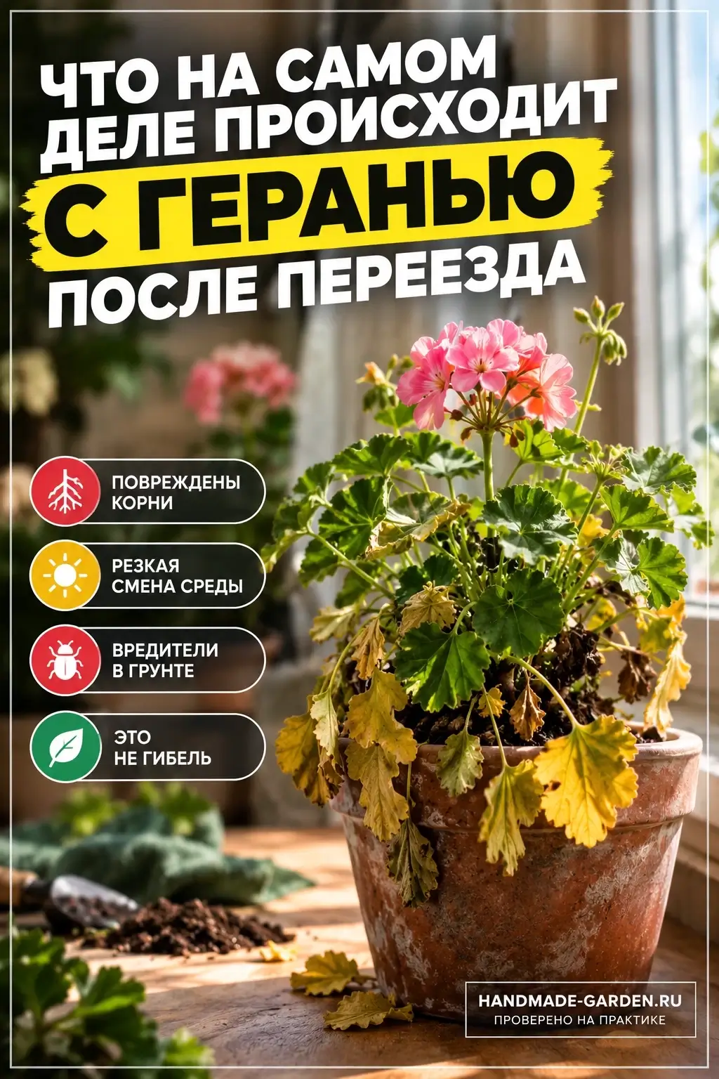 Что происходит с геранью после переезда