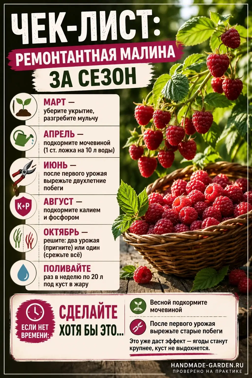 Чек-лист: ремонтантная малина за сезон