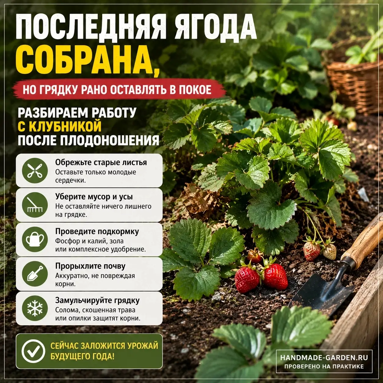 работы с клубникой после урожая