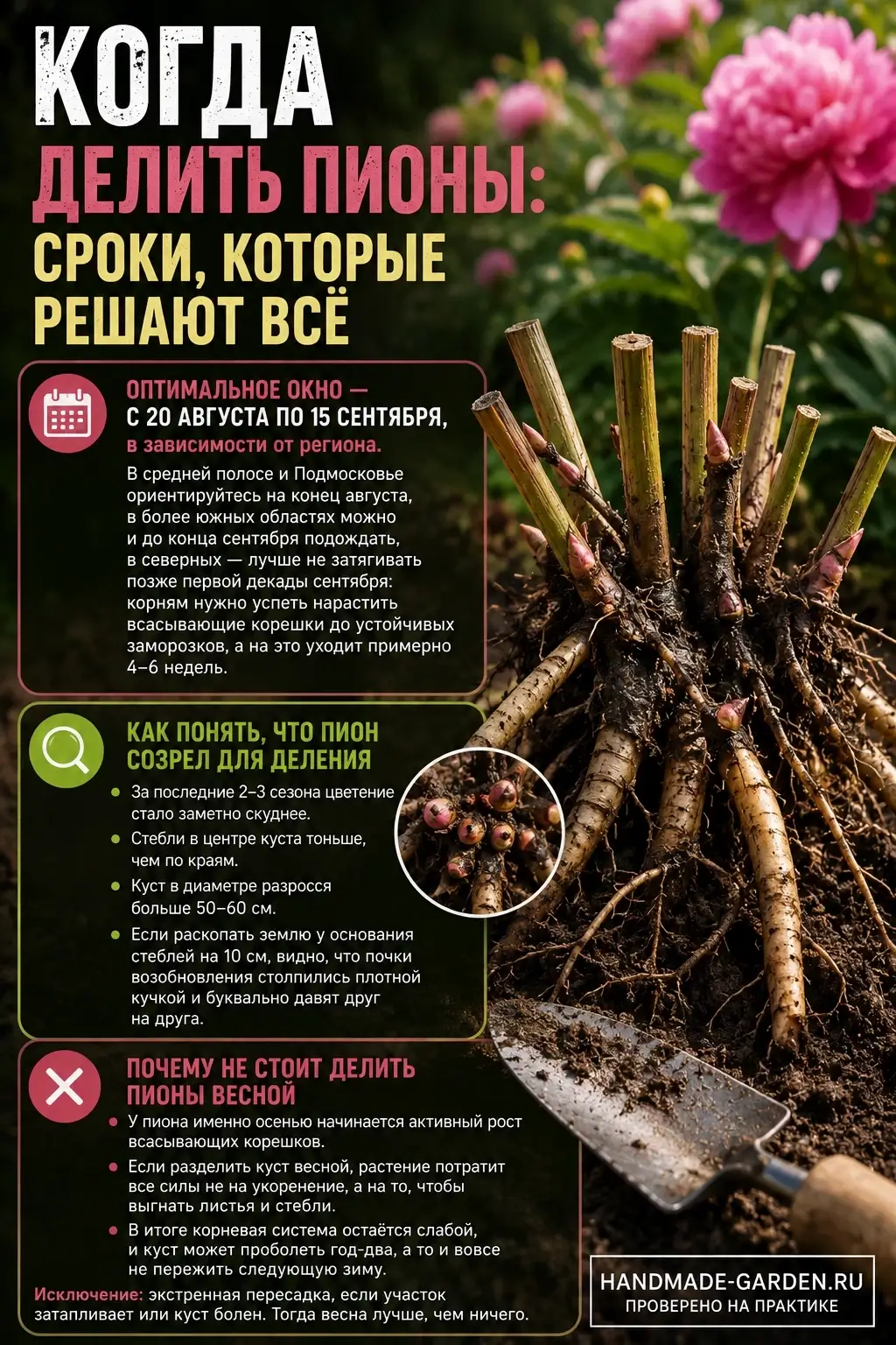 Когда делить пионы