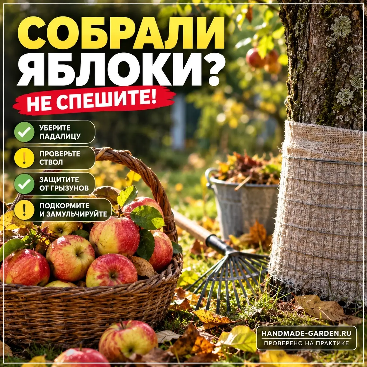 8 осенних работ с яблоней — от уборки падалицы до защиты от грызунов