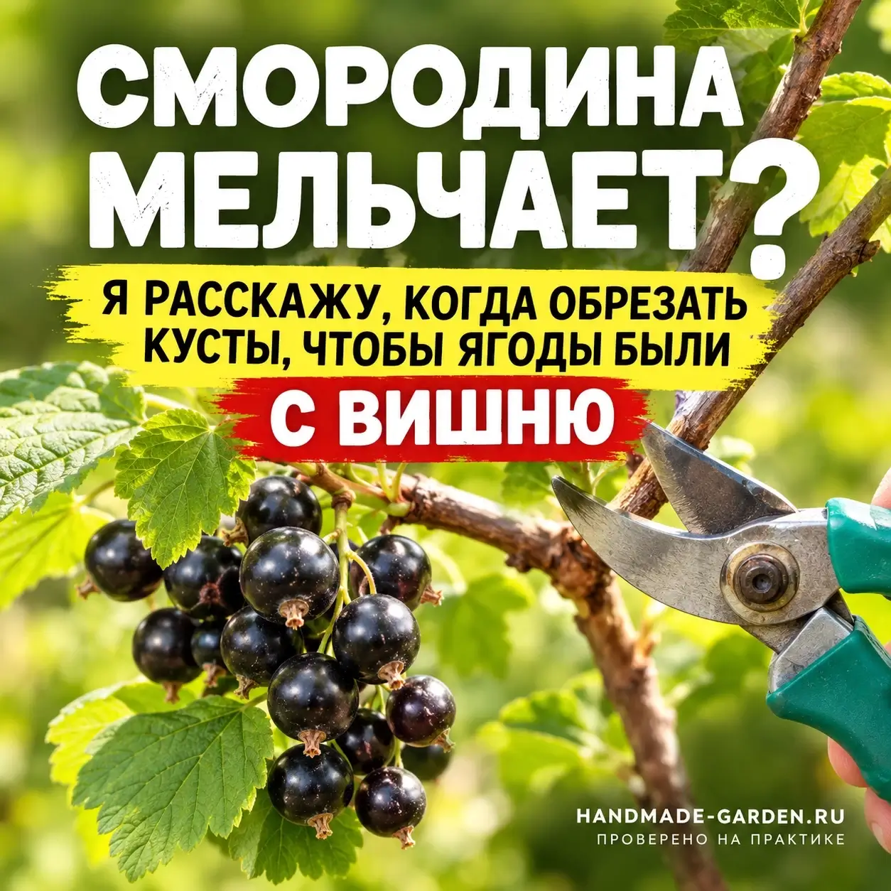 Смородина мельчает? Я расскажу, когда обрезать кусты, чтобы ягоды были с вишню