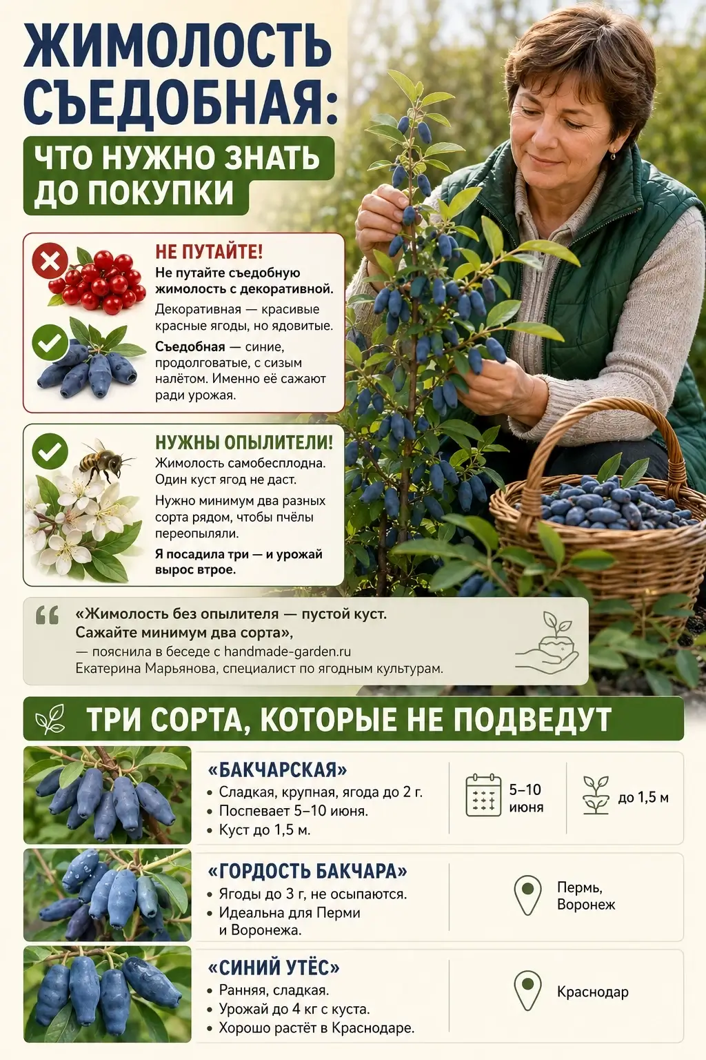 Что вы получите, если посадите жимолость