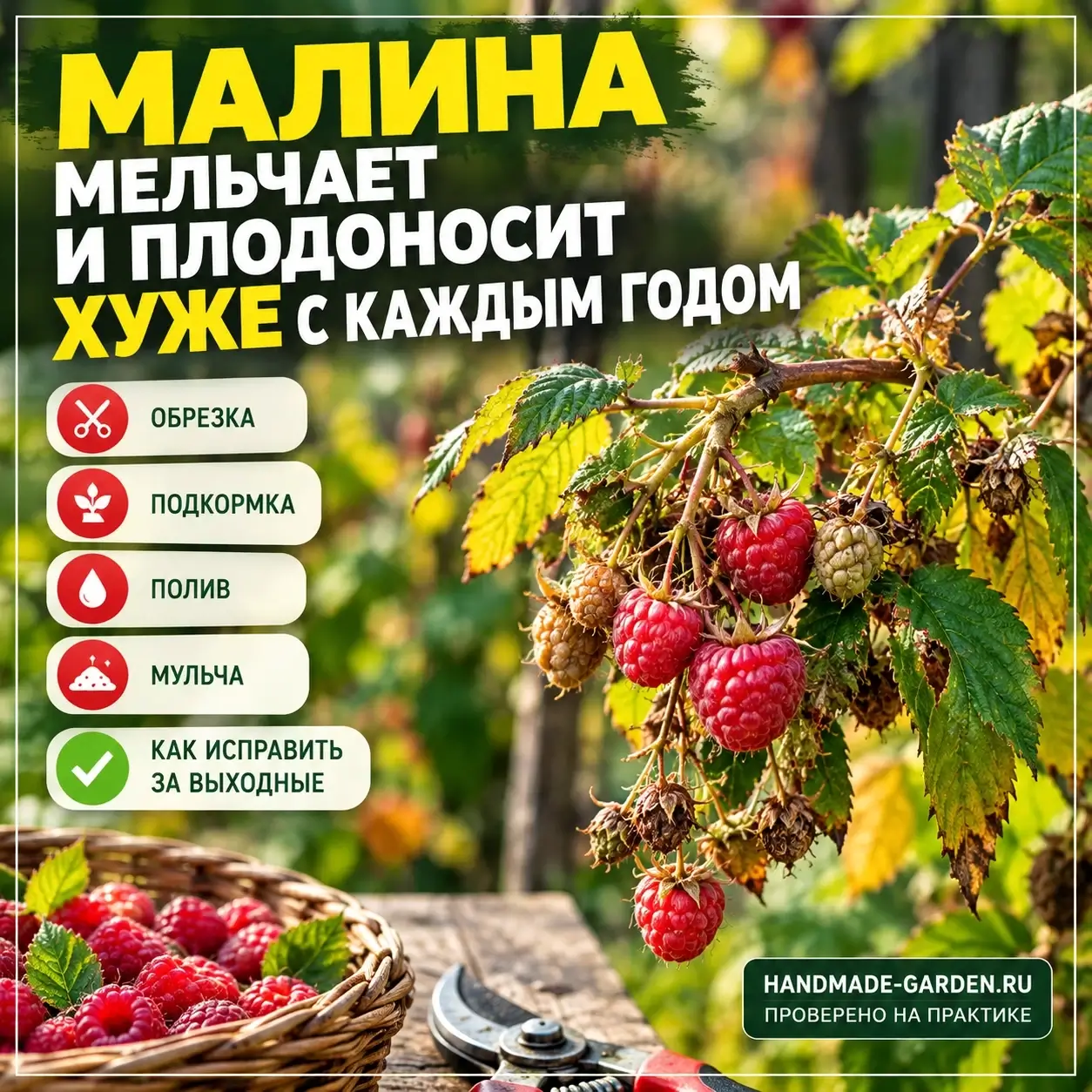 Мало ягод на малине? Проверьте, не допустили ли вы эти шесть осенних ошибок