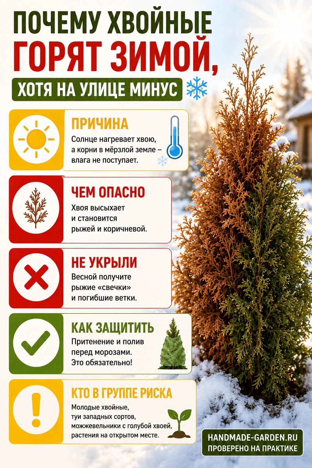 Зимнее повреждение туи