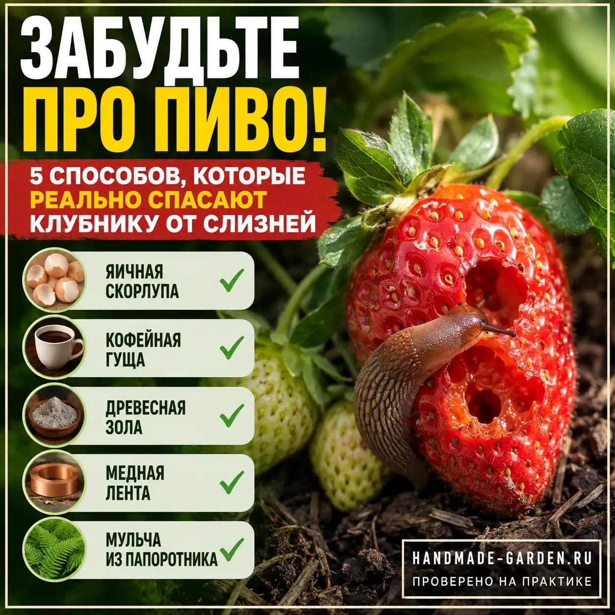 Забудьте про пиво: пять способов, которые реально спасают клубнику от слизней