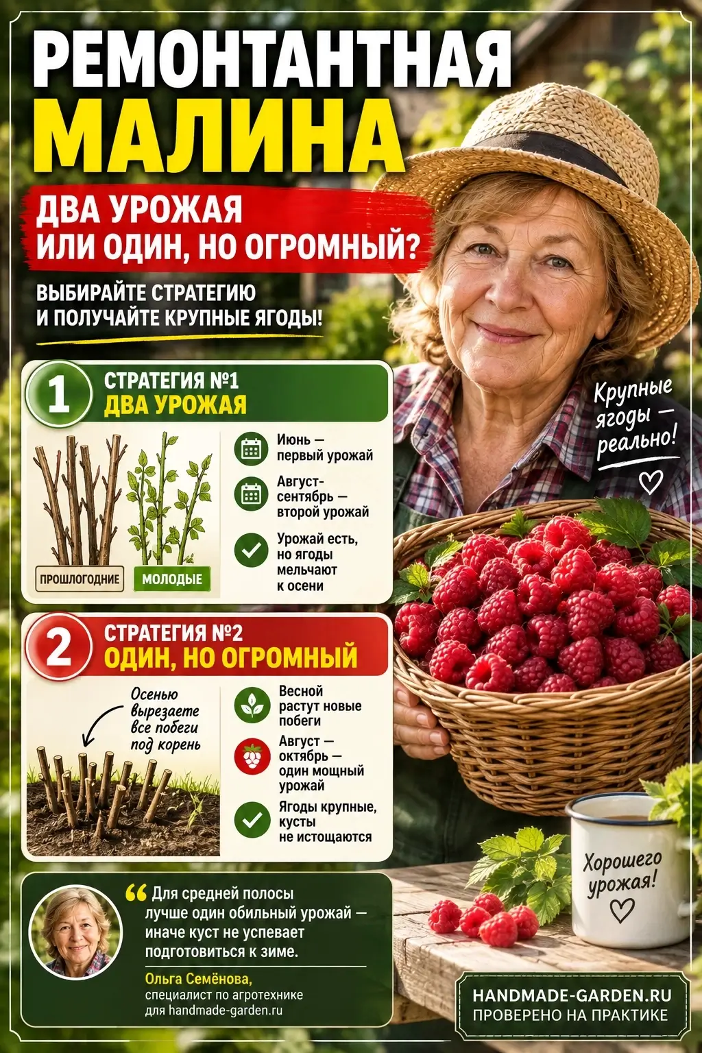Ремонтантная малина