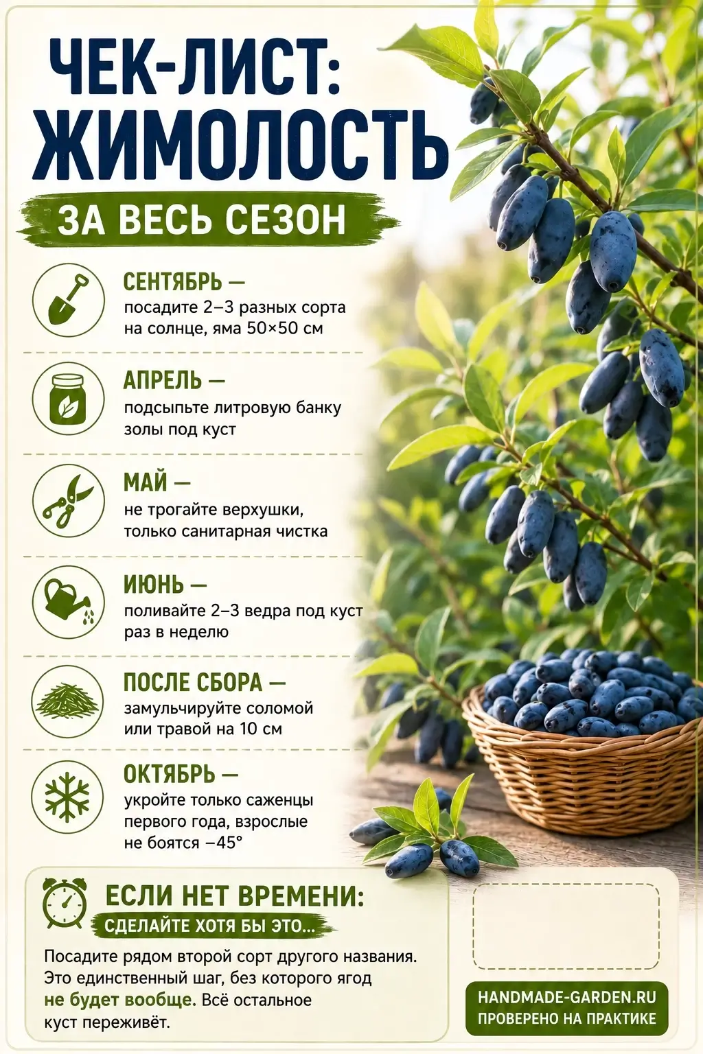 Чек-лист: жимолость на весь сезон