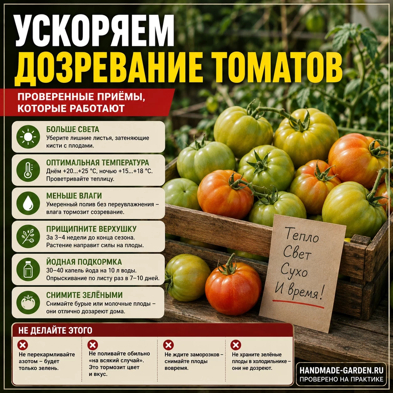 Зелёные помидоры в конце августа: как помочь им дозреть без потери вкуса