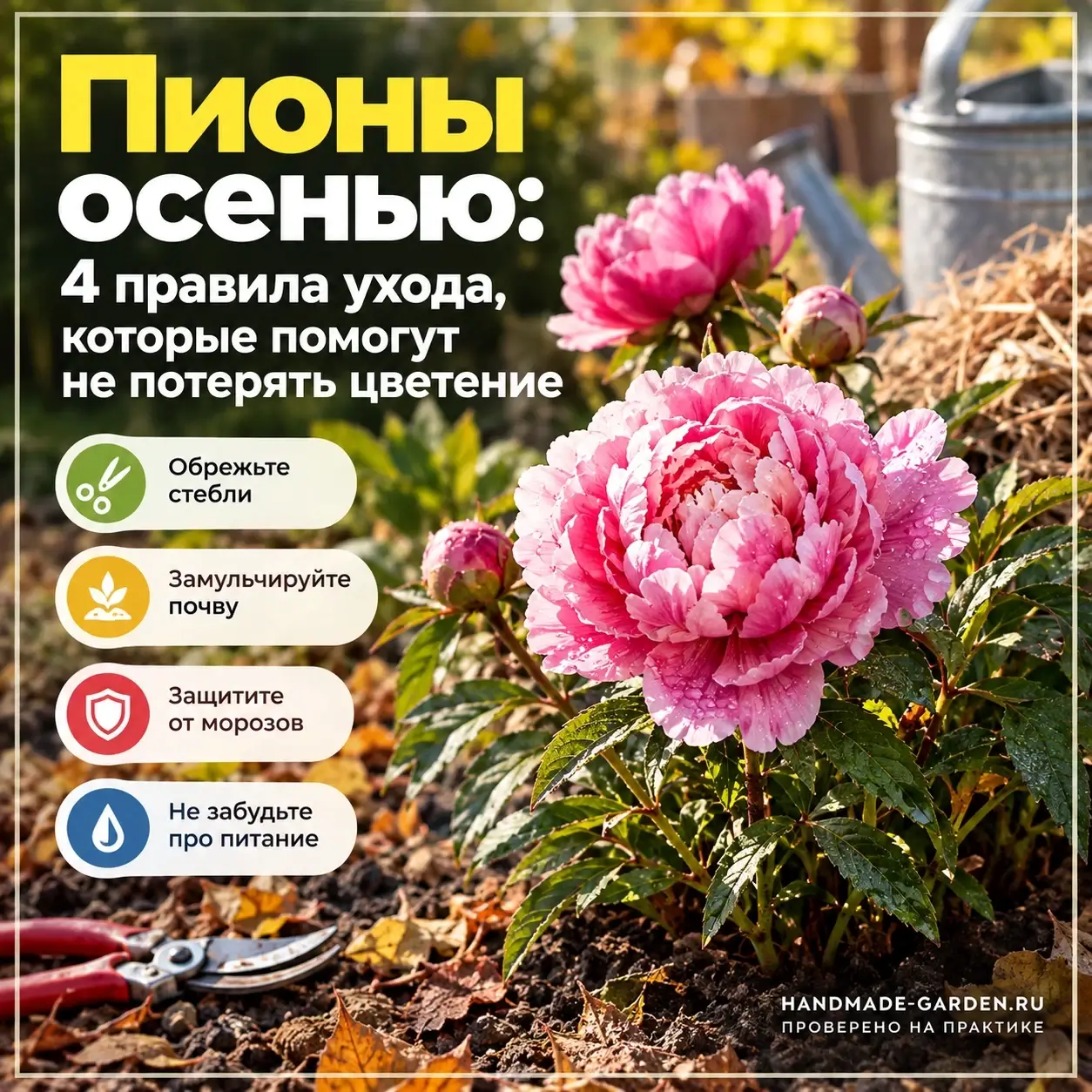 Пионы осенью: 4 правила ухода