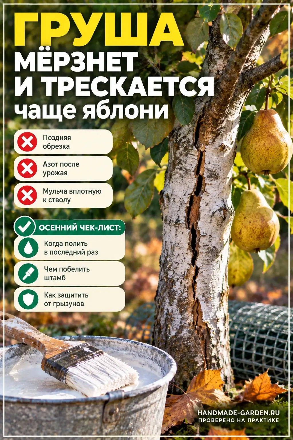 Груша мерзнет и трескается чаще яблони
