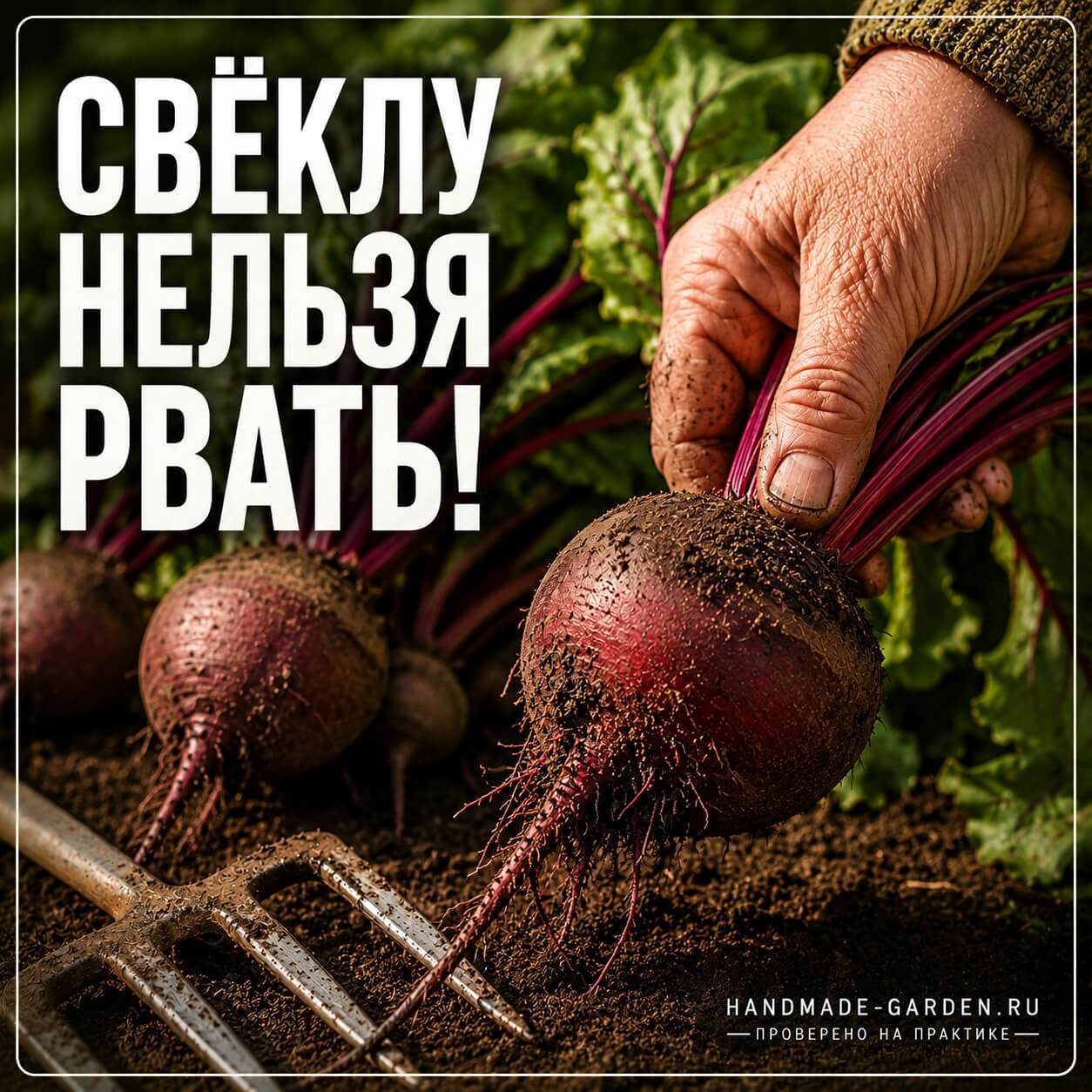 Почему свёкла гниёт в погребе?
