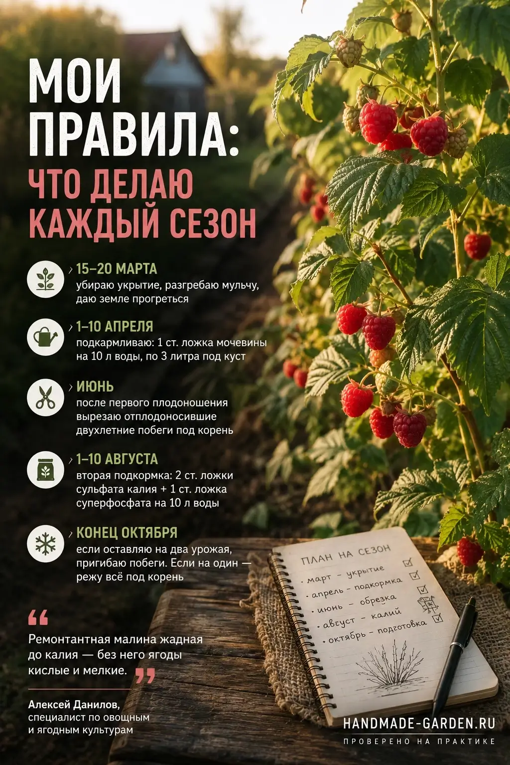 ремонтантная малина за сезон