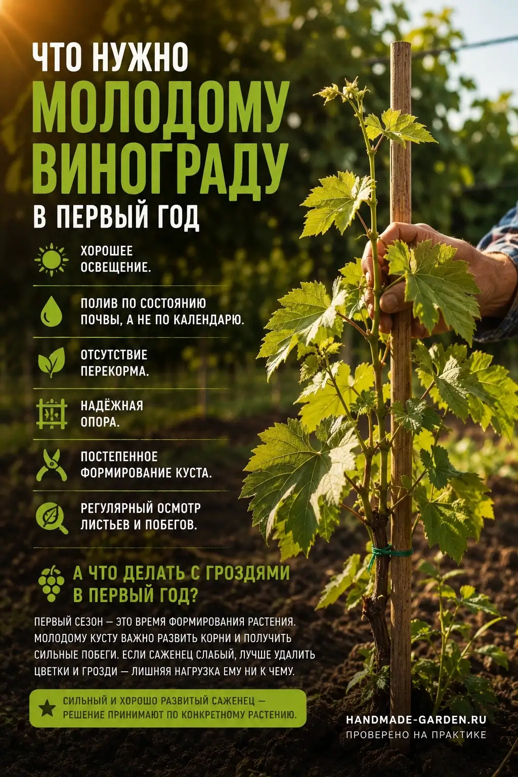 Что нужно молодому винограду в первый год