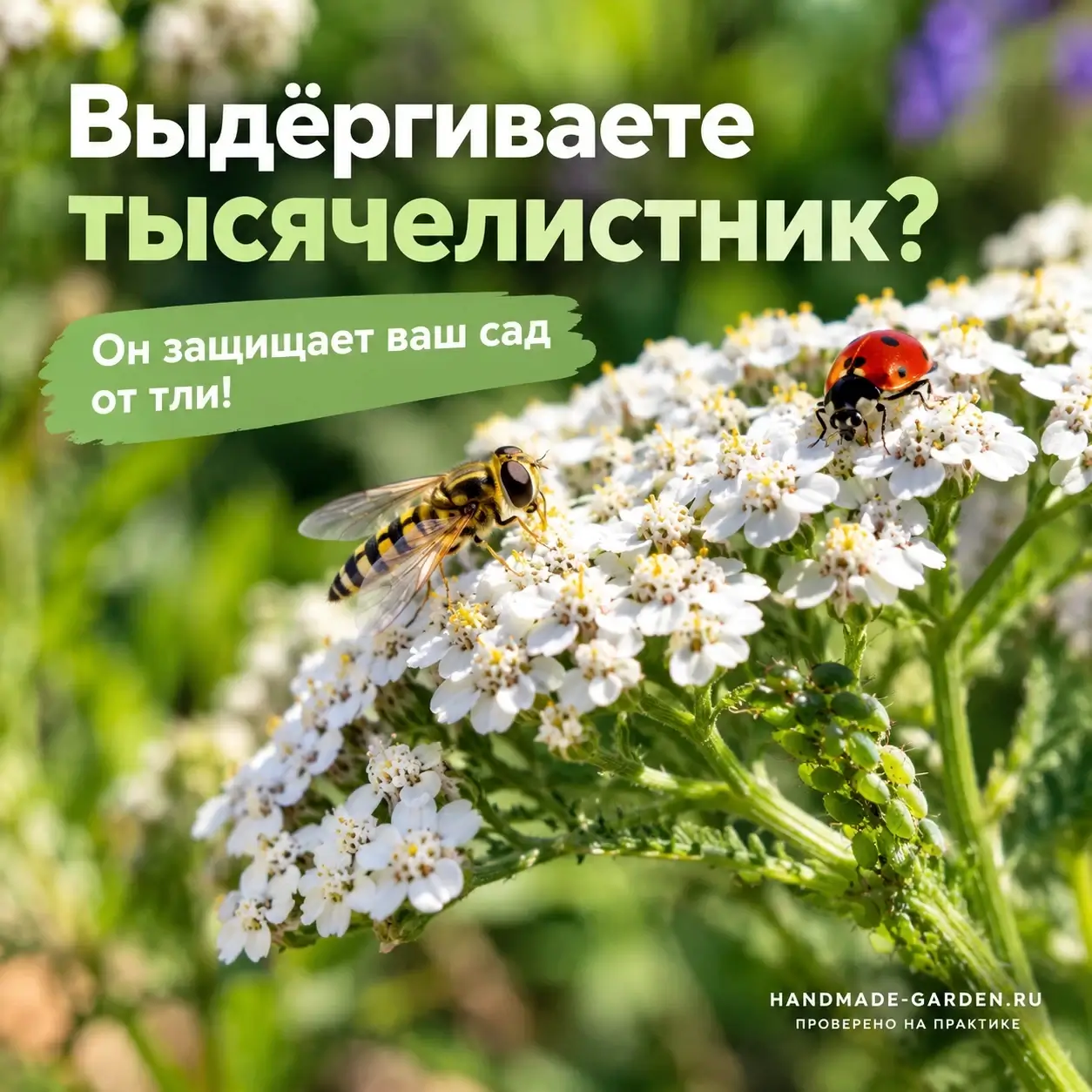 Тысячелистник может стать частью живого сада, а не очередным сорняком