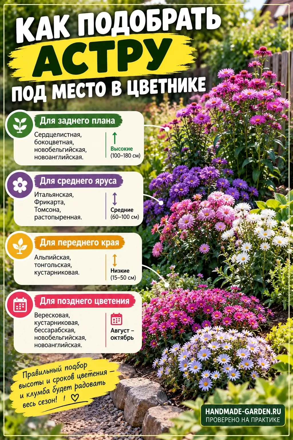 Как подобрать астру под место в цветнике