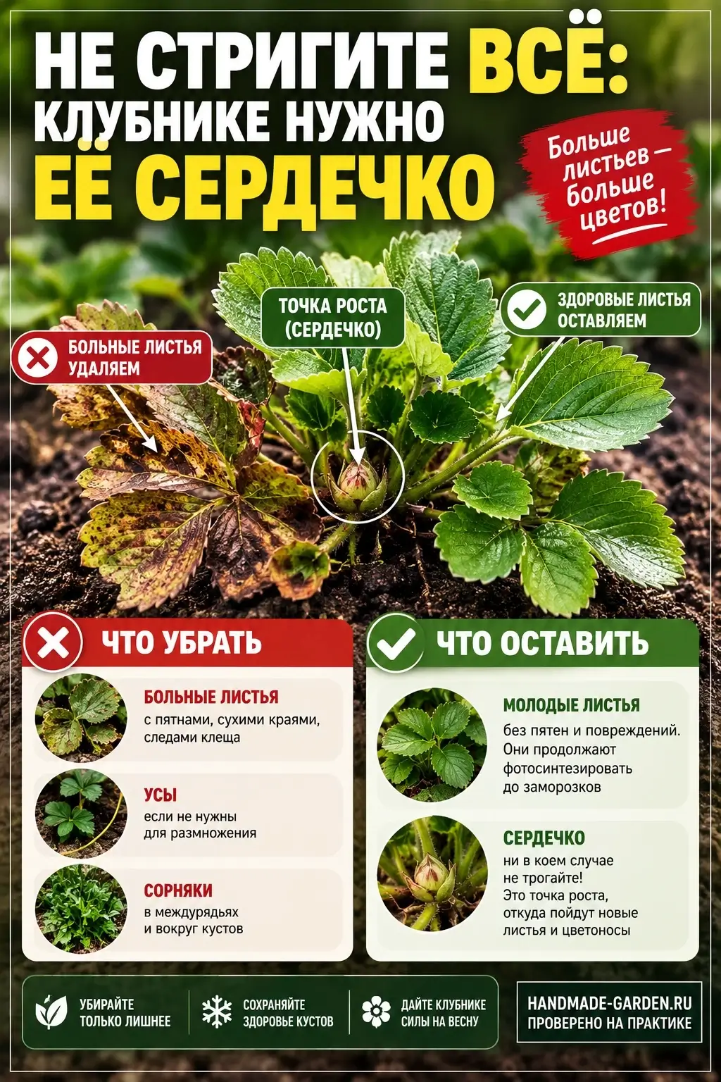 У клубники есть точка роста — то самое «сердечко» в центре розетки, из которого весной пойдут новые листья и цветоносы