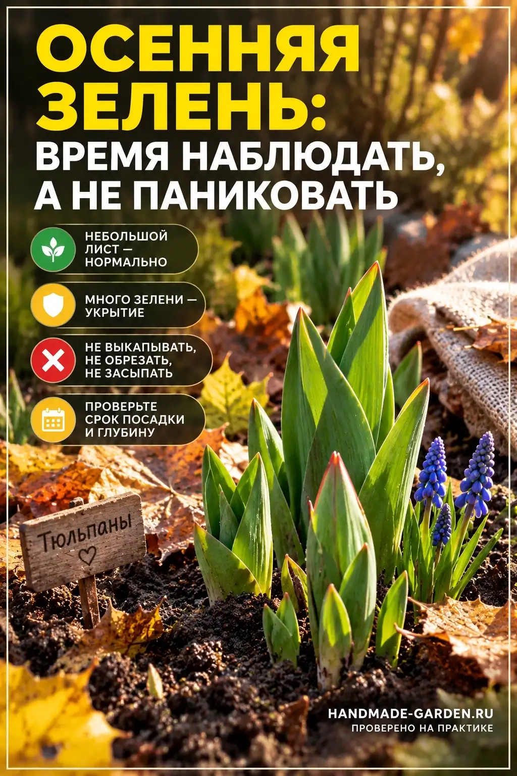 Зелень осенью ещё не значит, что луковица погибнет или весной не зацветёт