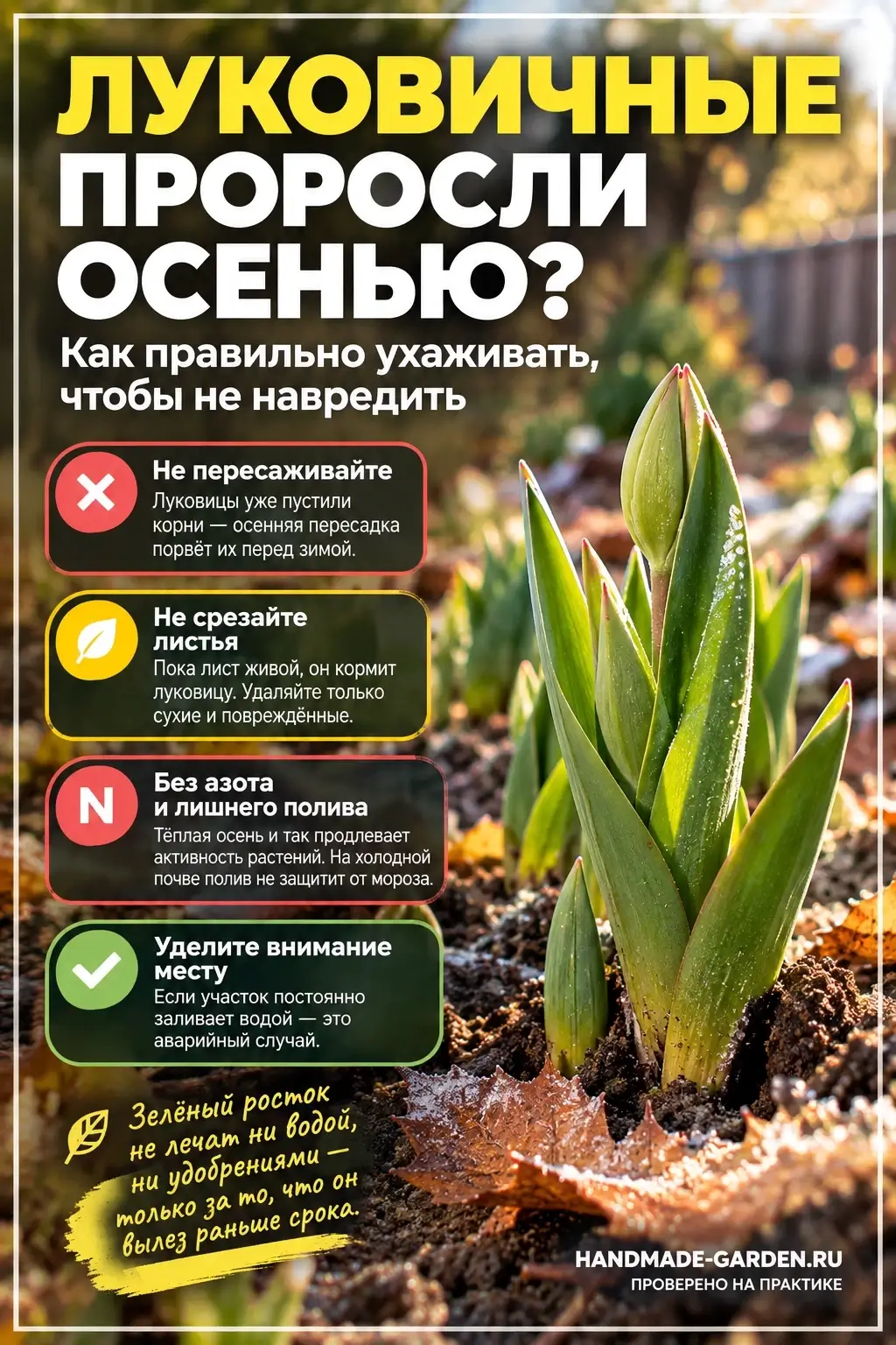 Почему тюльпаны и нарциссы проснулись раньше времени