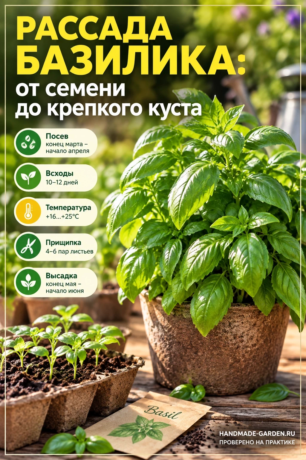 Рассада базилика