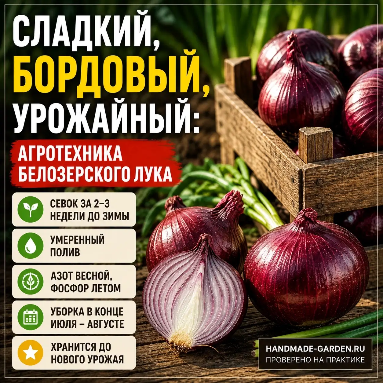 Сладкий, бордовый, урожайный: агротехника белозерского лука по шагам