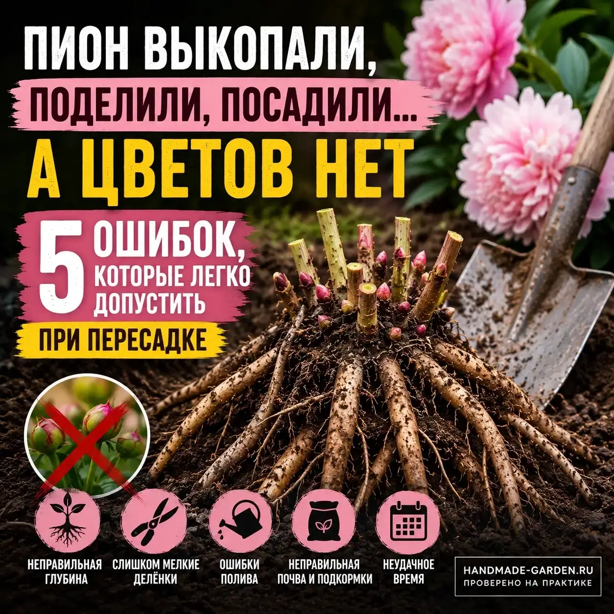Как подготовить место для нового пиона