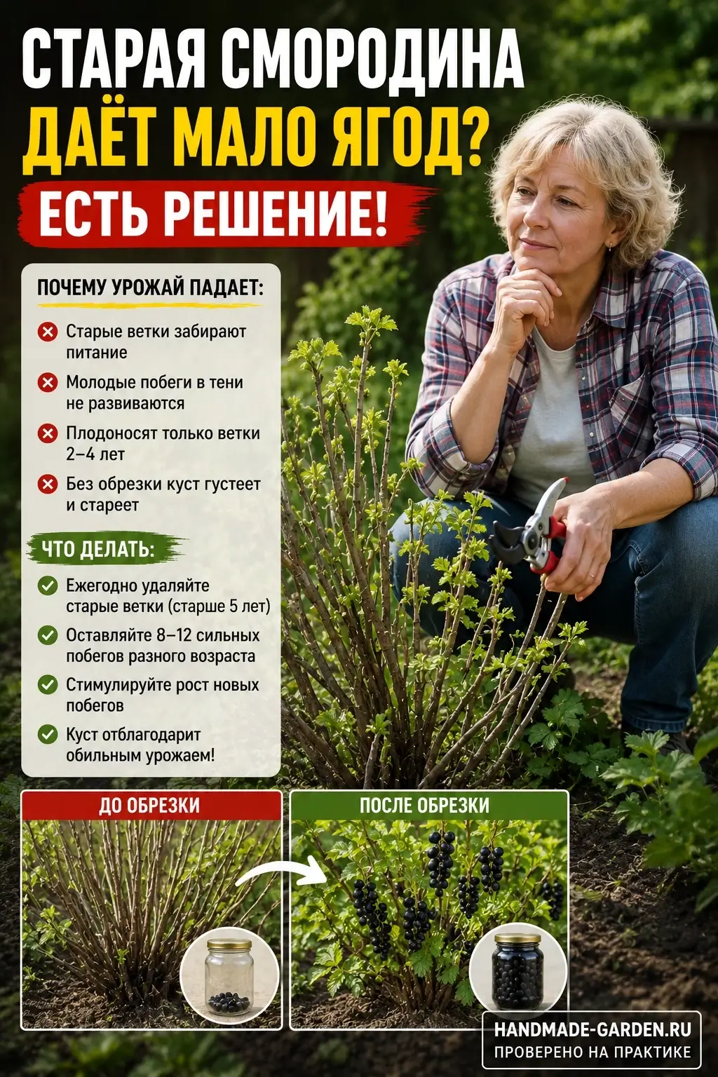 Почему старая смородина не плодоносит