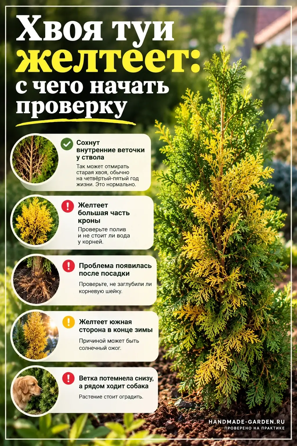 Туя рыжеет после посадки