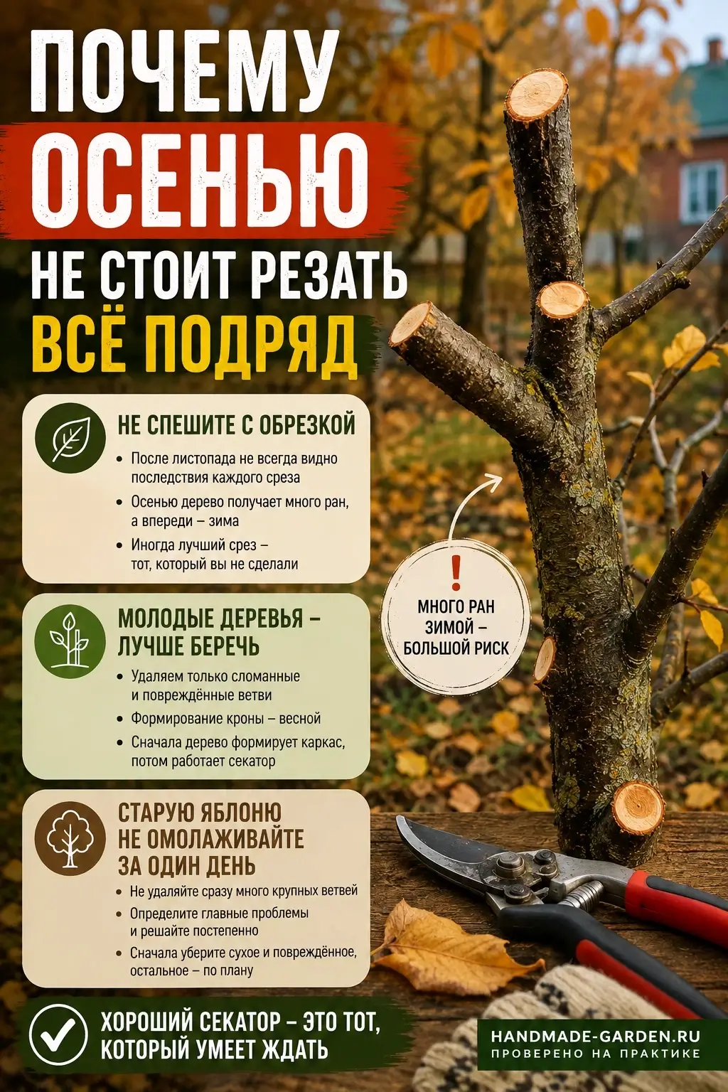 Что можно обрезать у плодовых деревьев осенью
