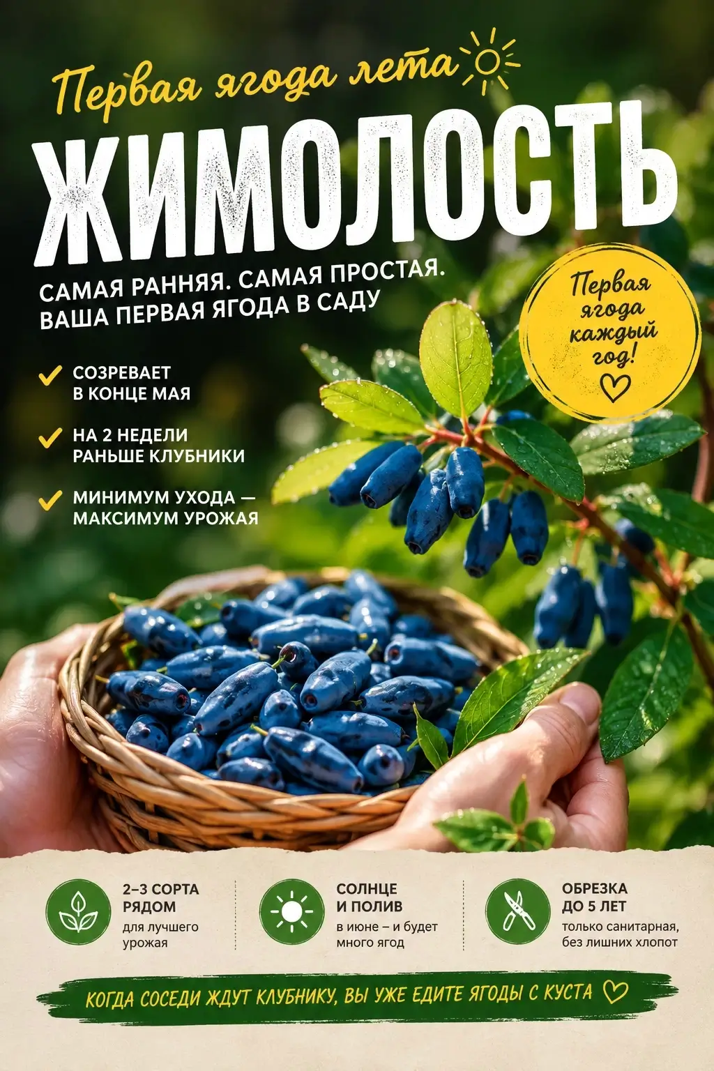 Конец мая: жимолость первая ягода в саду