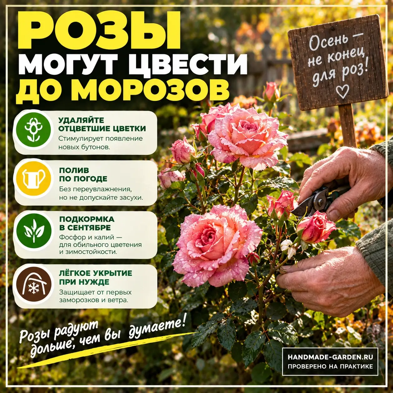 Розы отцвели рано? Три осенние ошибки, которые крадут у вас недели цветения