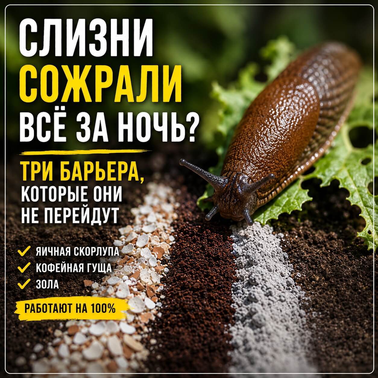 Ловушки для слизней