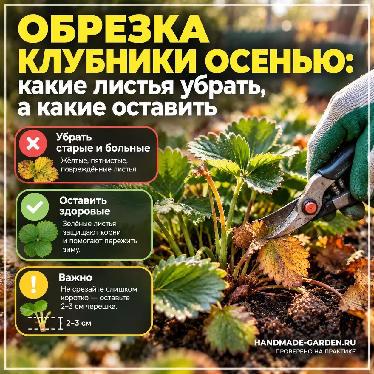 Обрезка клубники осенью: какие листья убрать, а какие оставить