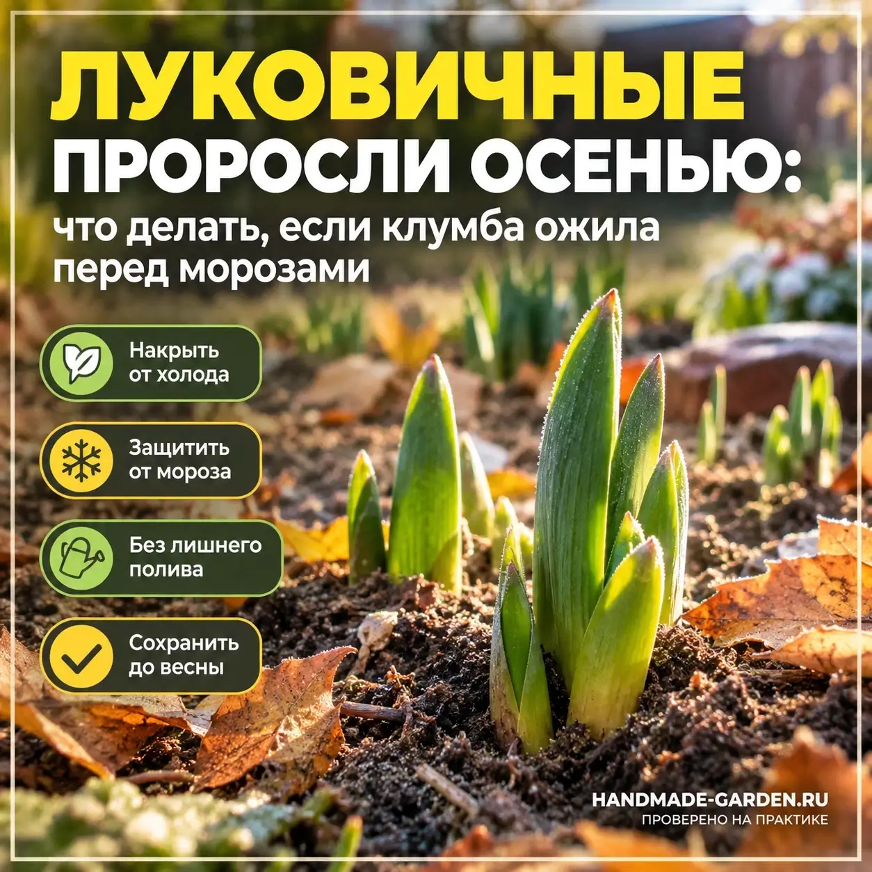 Зелень осенью ещё не значит, что луковица погибнет или весной не зацветёт