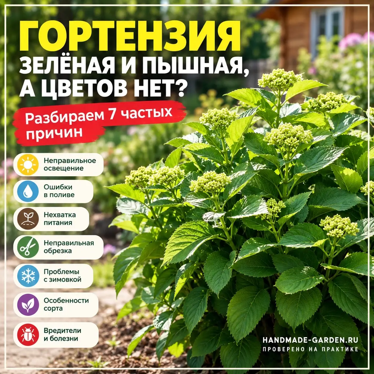 Почему гортензия не цветёт: 7 причин и что изменить