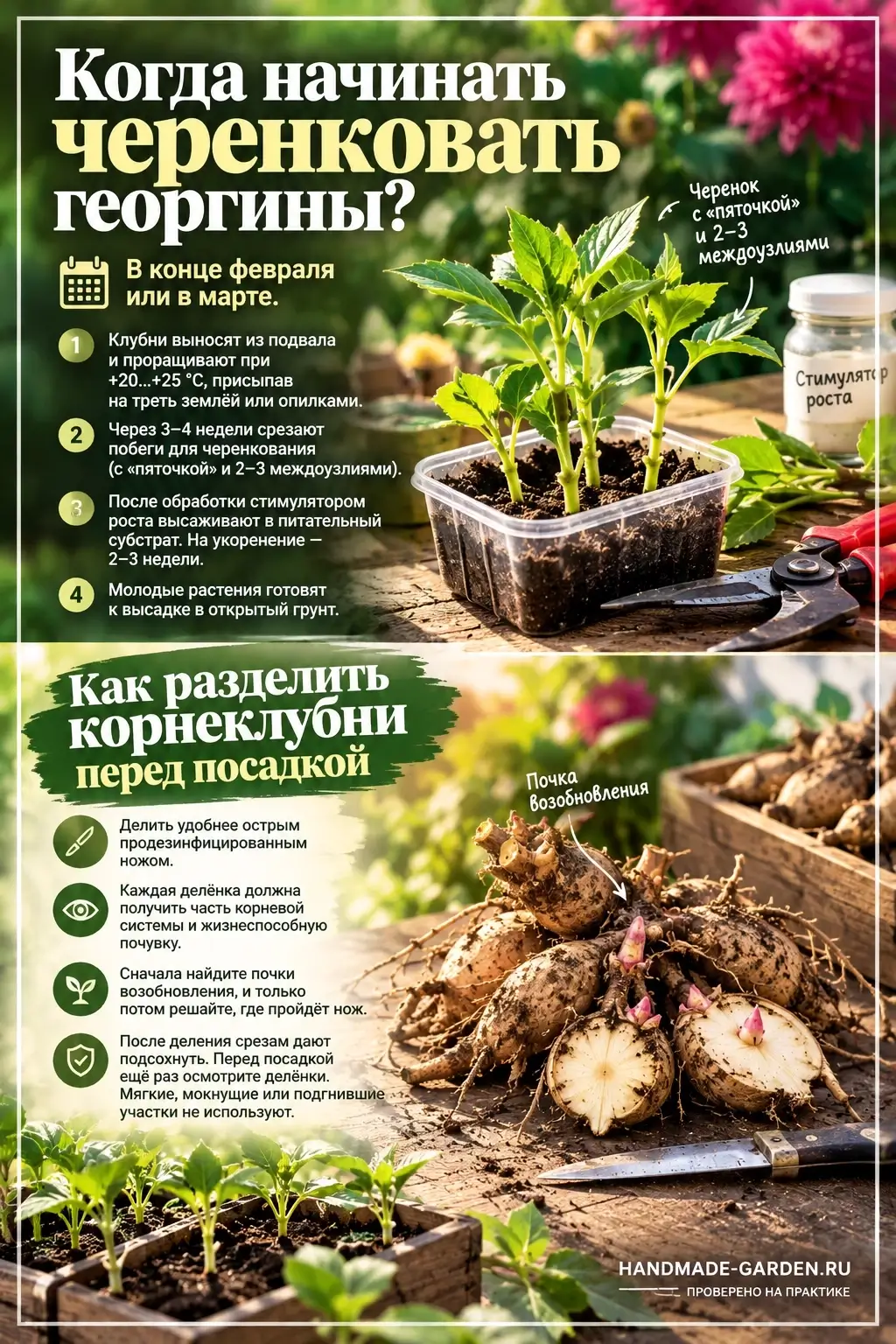 Нужно ли пасынковать георгины