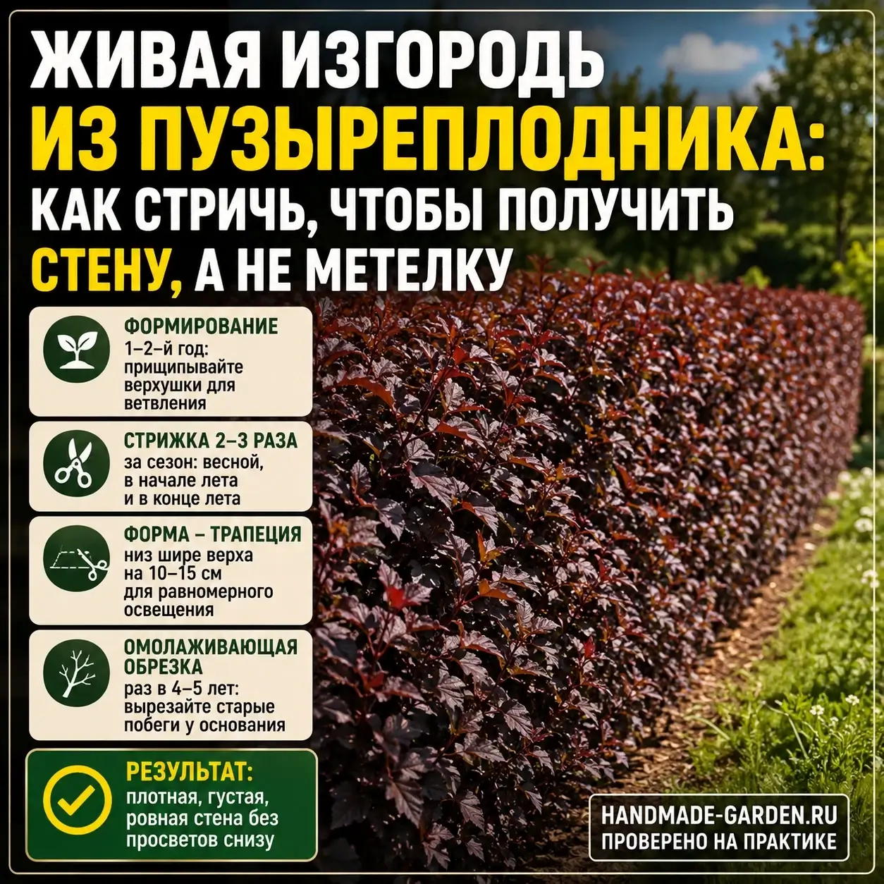 Живая изгородь из пузыреплодника: как стричь его, чтобы получить стену, а не метелку