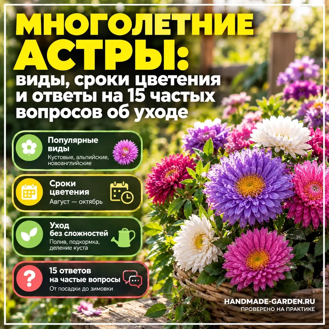 Многолетние астры от весны до поздней осени