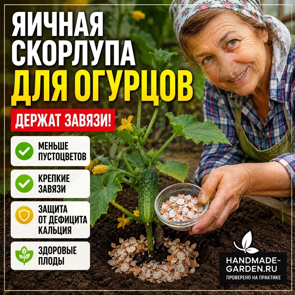 измельчённая яичная скорлупа в лунке помогает огурцам держать завязи