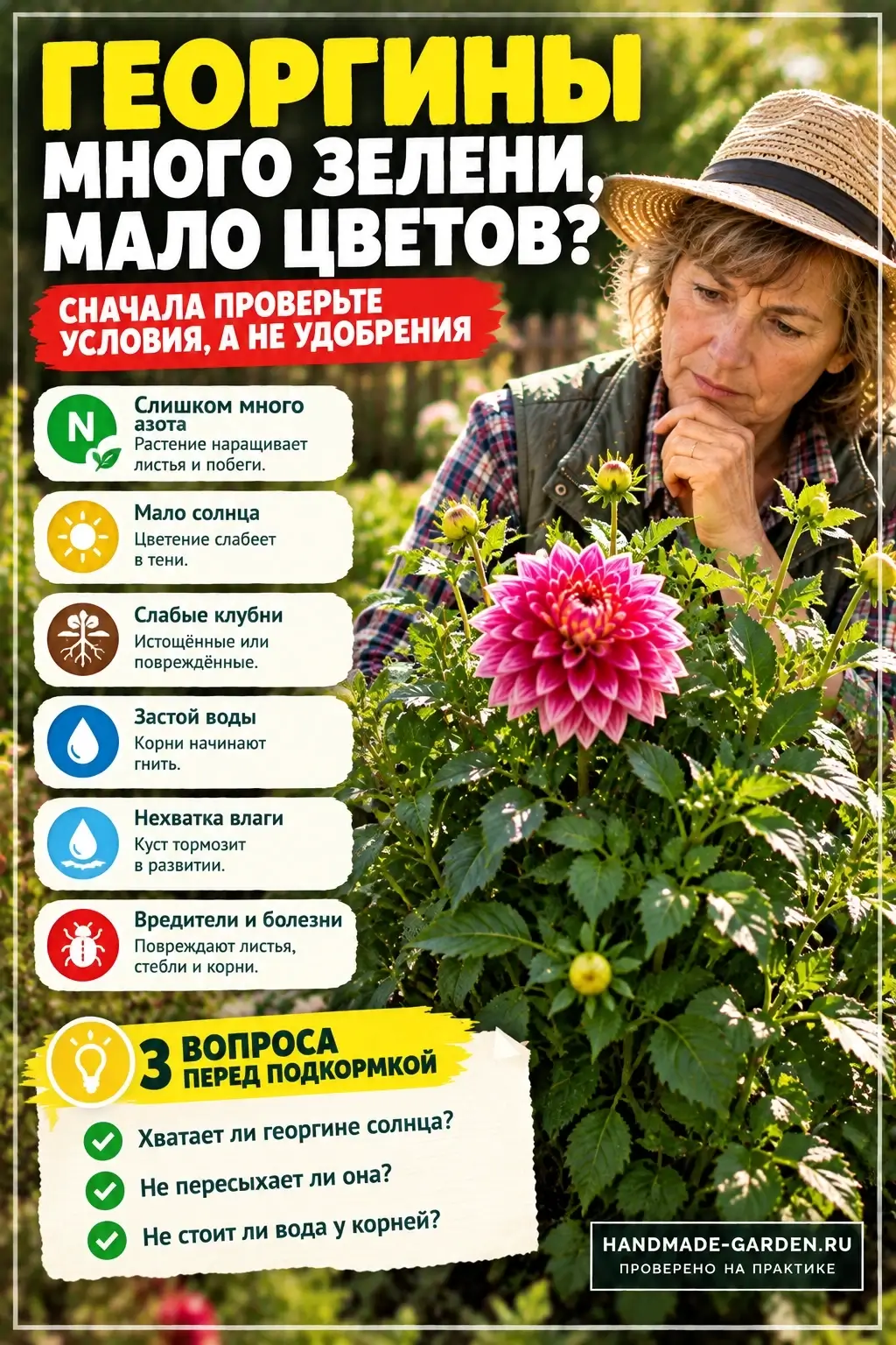 Посадка георгинов