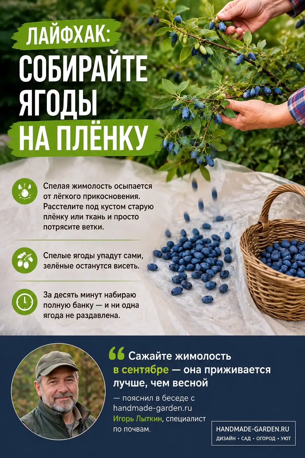 Лайфхак: собирайте ягоды на плёнку