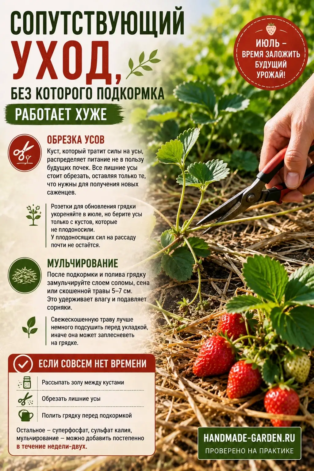 Сопутствующий уход за клубникой в июле