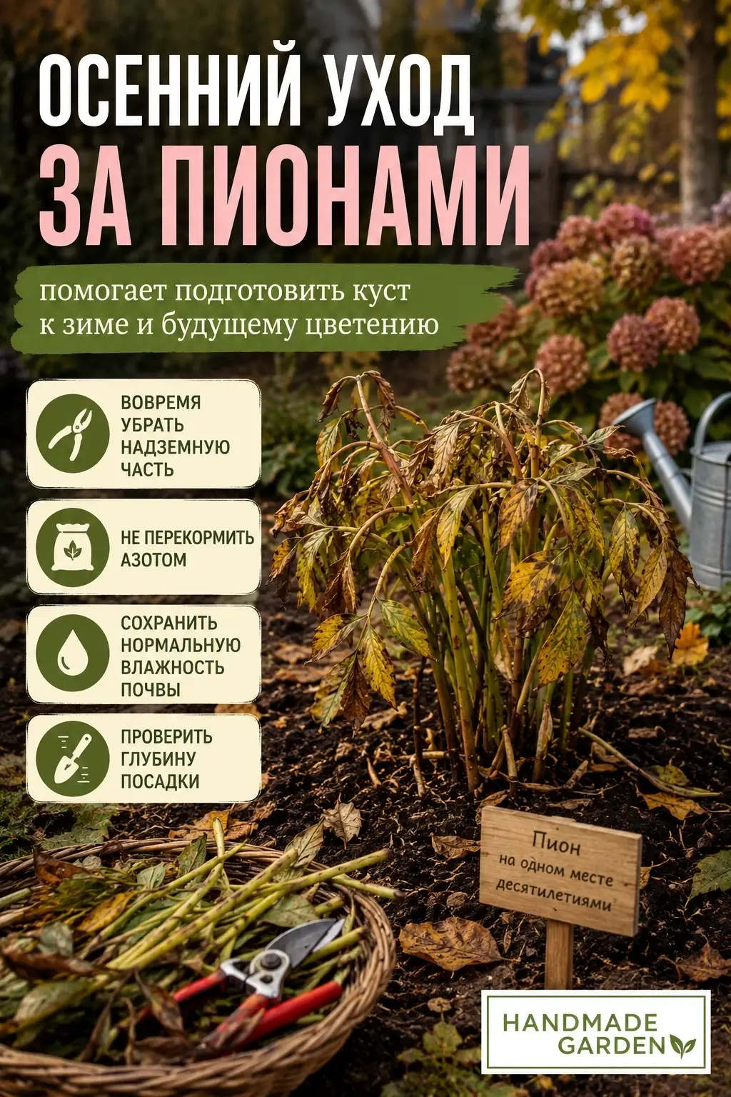Осенний уход за пионом