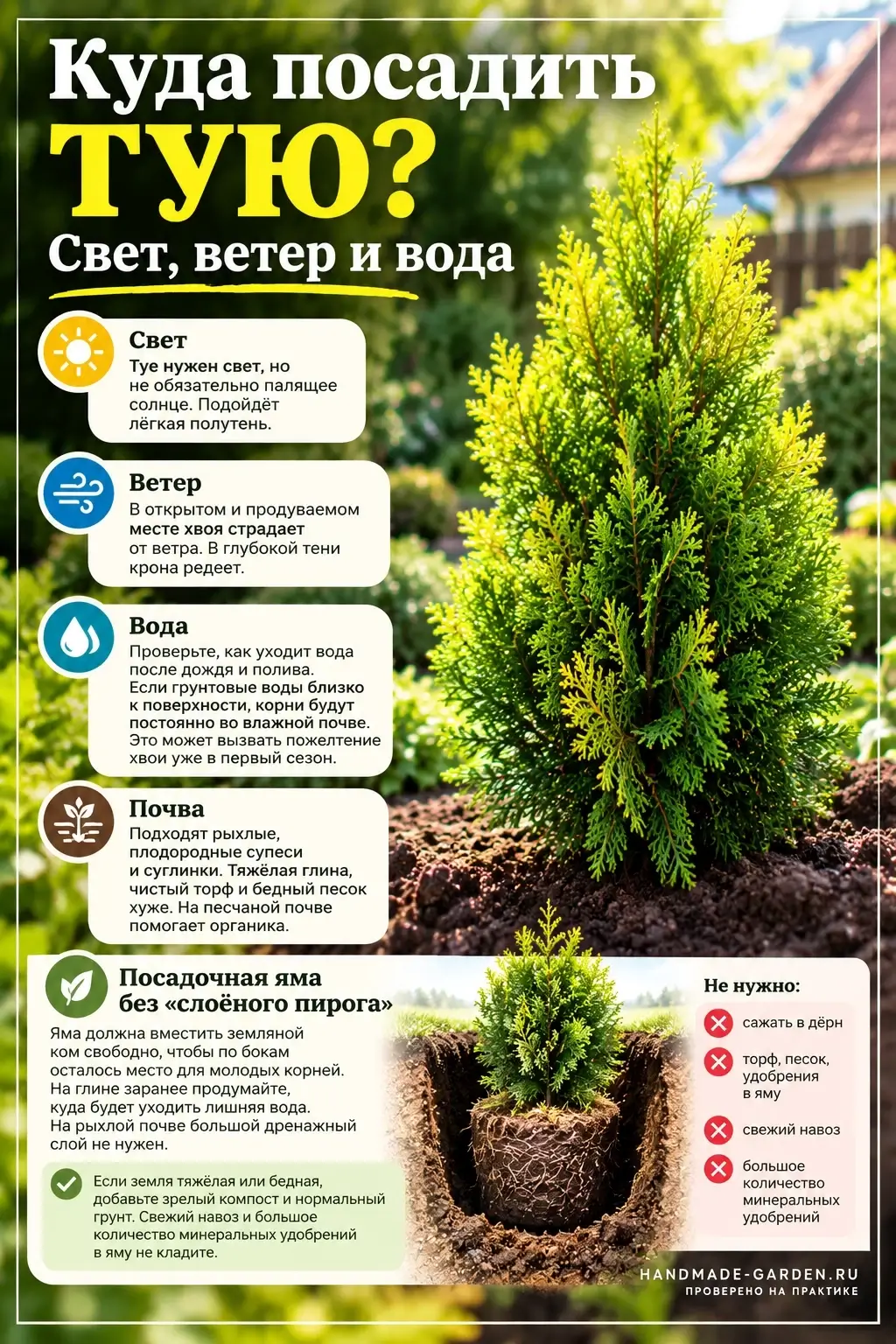 Правила посадки саженца туи