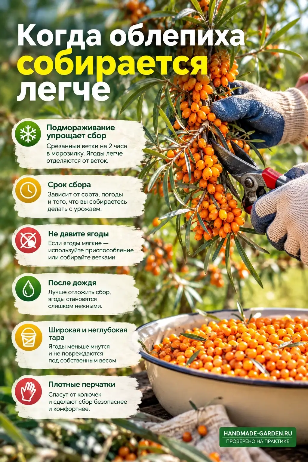Как собирать облепиху