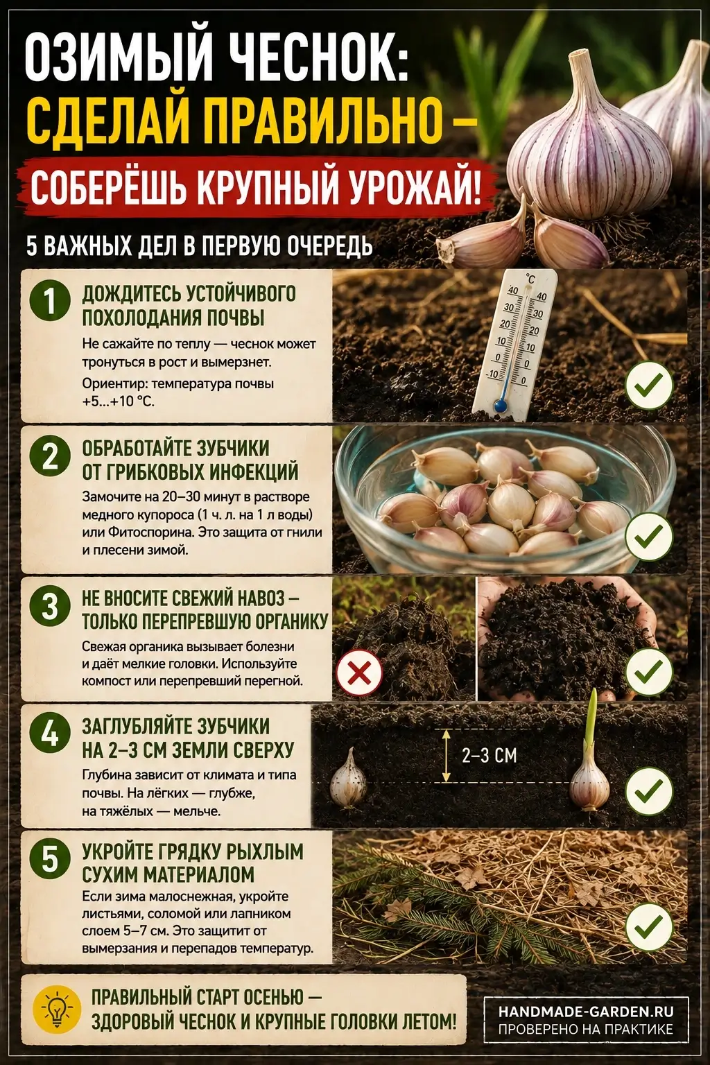 Чеснок вымерз или дал мелкие головки