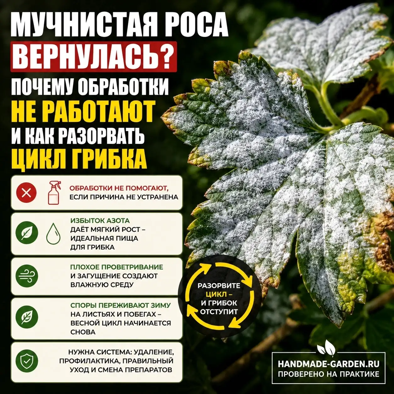 Опрыскали от мучнистой росы, а она снова тут? Разбираем главные ошибки