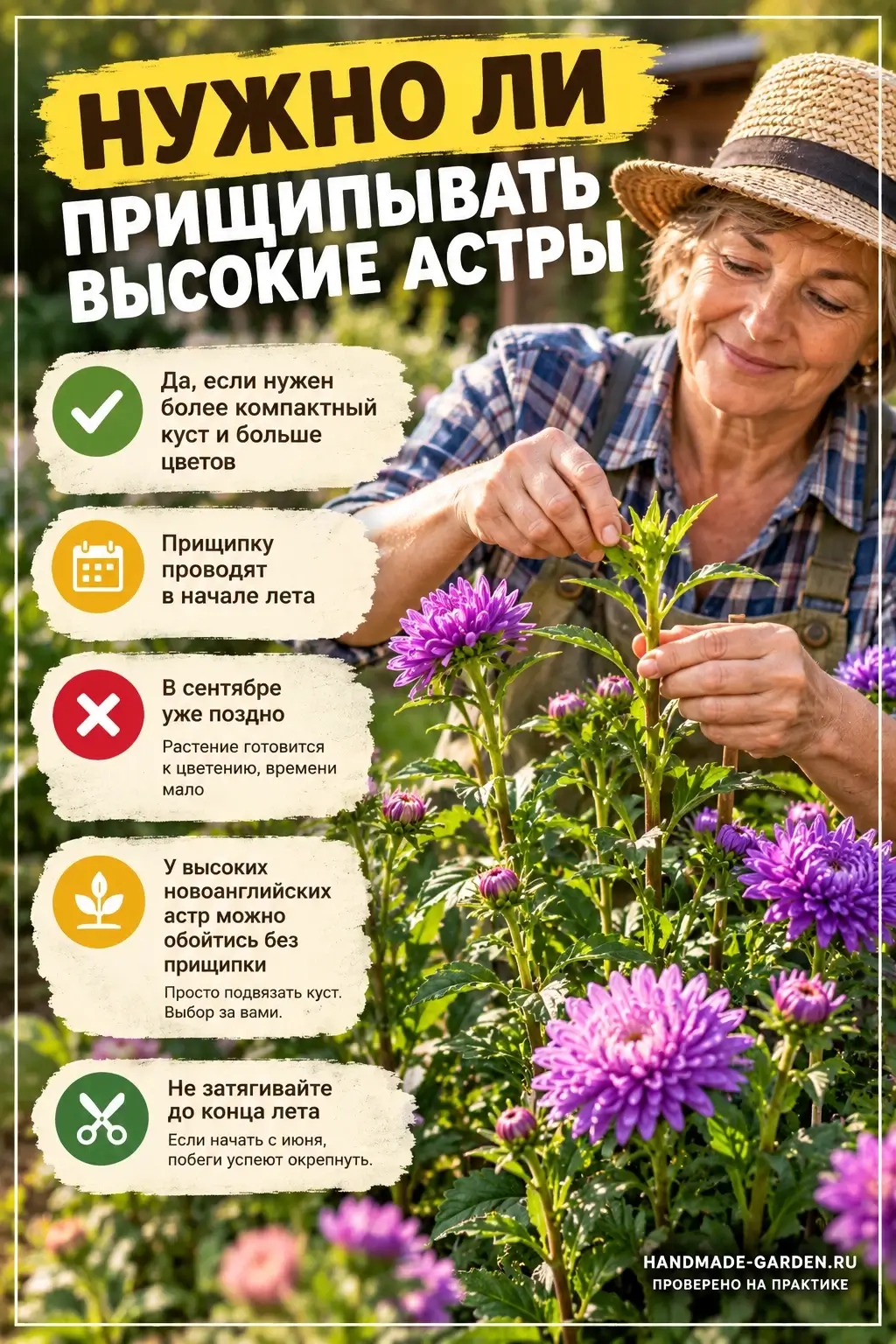 Нужно ли прищипывать высокие астры