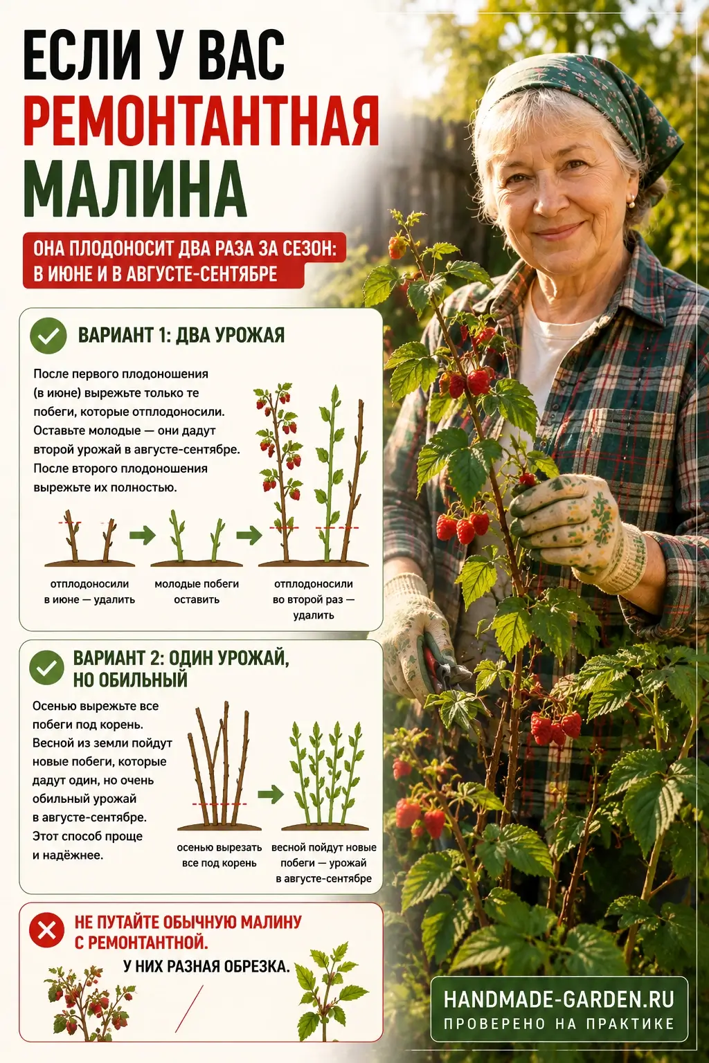 ремонтантная малина