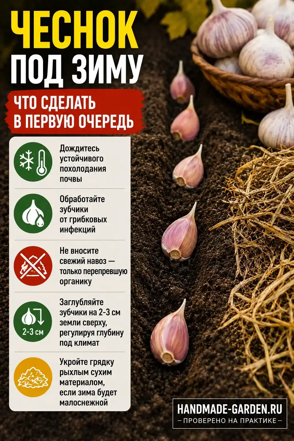 У чеснока здесь есть одна хитрость: весенние последствия часто приходится искать в осенних ошибках.